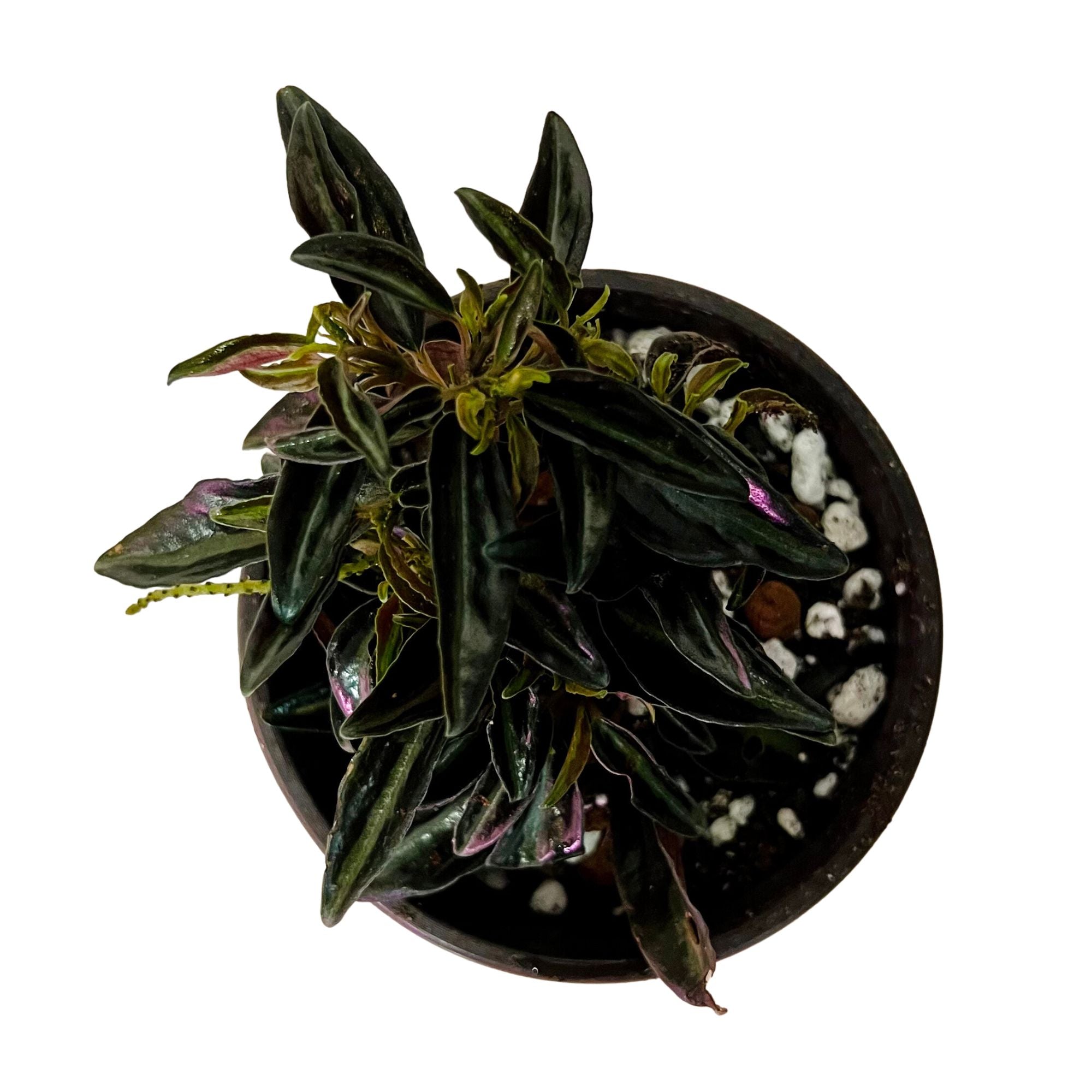 Peperomia Metallica in 4" pot