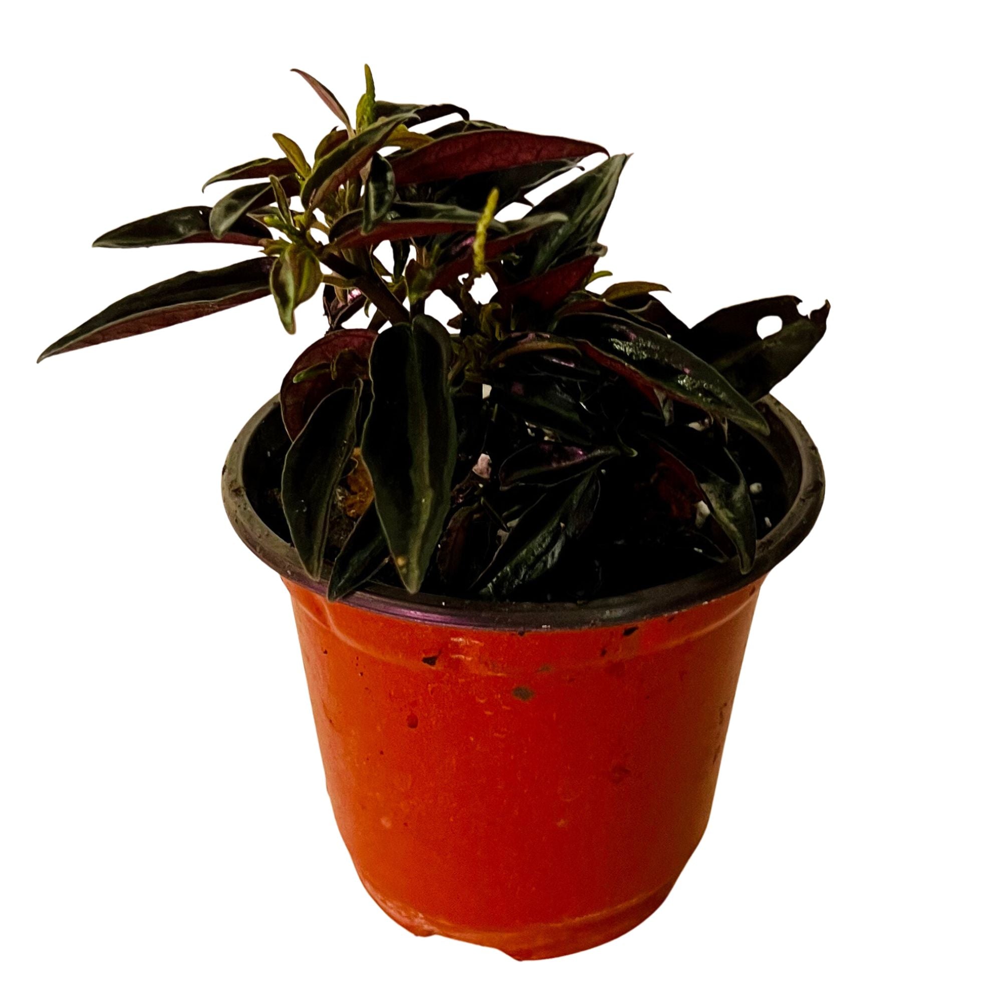 Peperomia Metallica in 4" pot