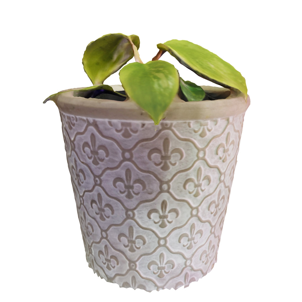 Philodendron Florida Beauty - Starter
