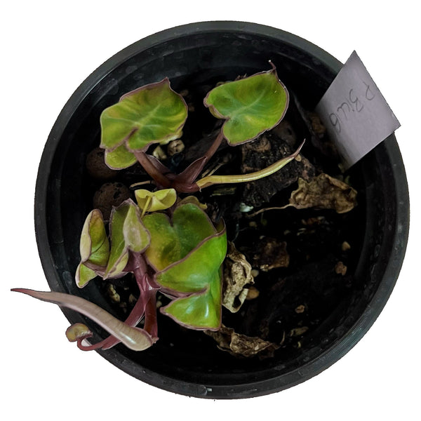 Philodendron Billietiae - Pequeño Philodendron Billietiae - Pequeño