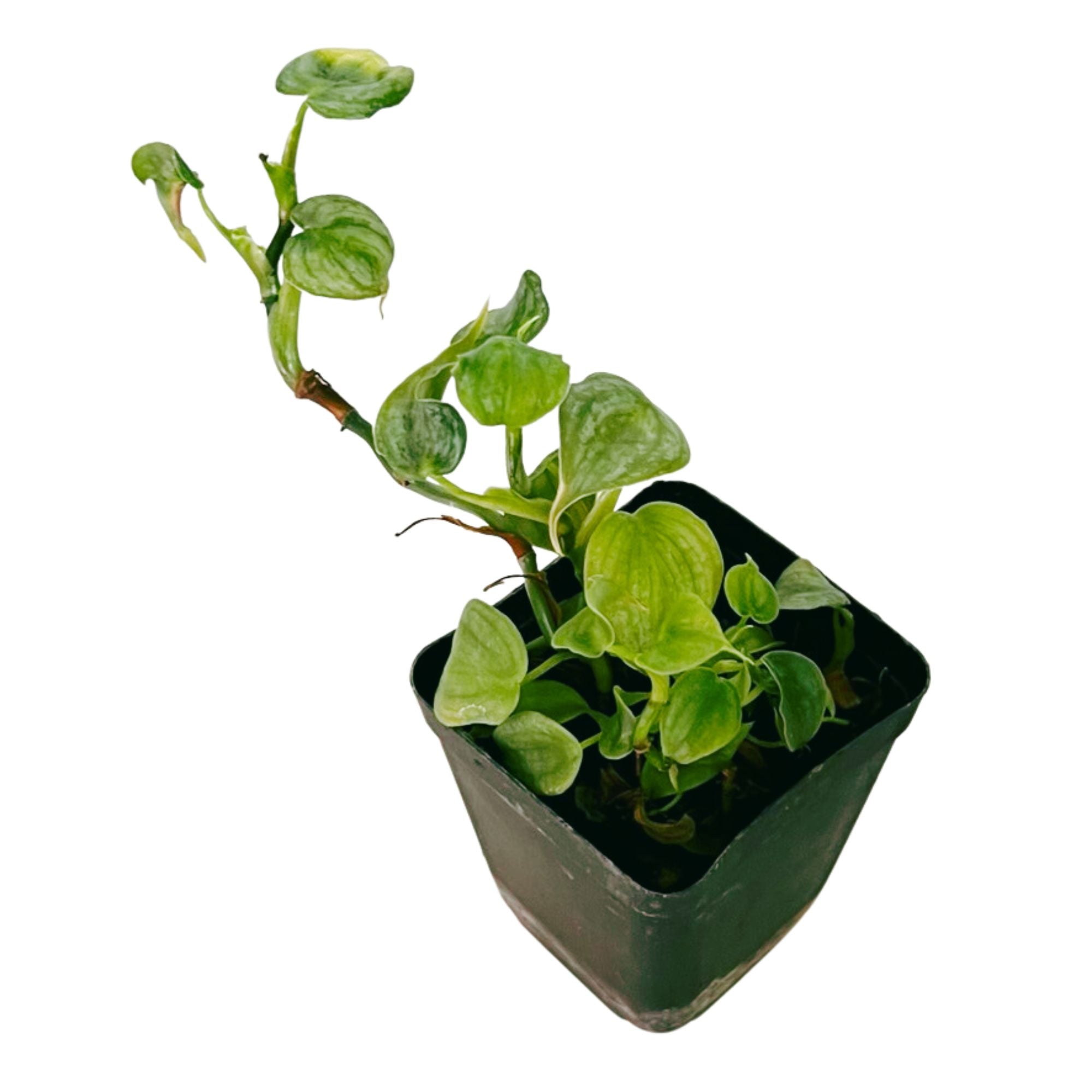 Philodendron Billietiae in 2" pot