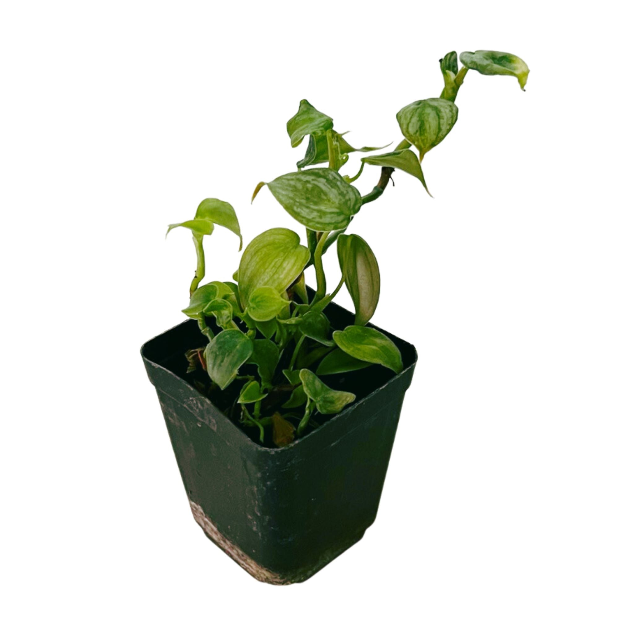 Philodendron Billietiae in 2" pot