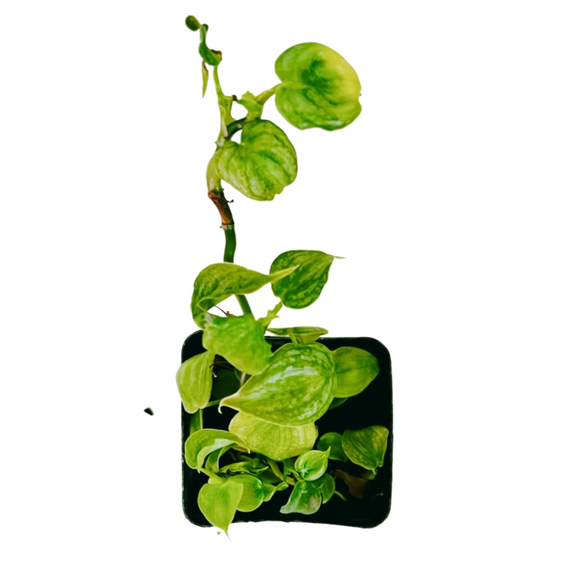 Philodendron Billietiae in 2" pot