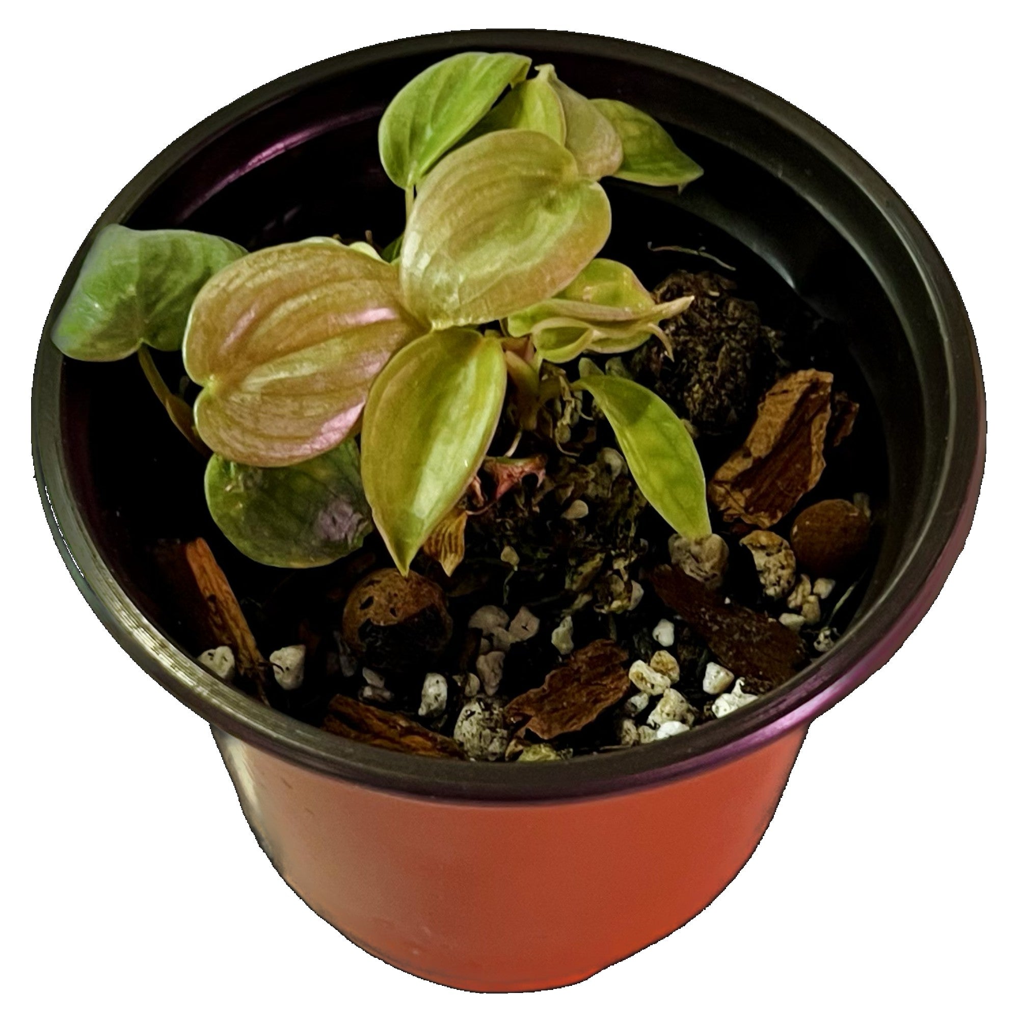 Philodendron Brandtianum in 4" pot