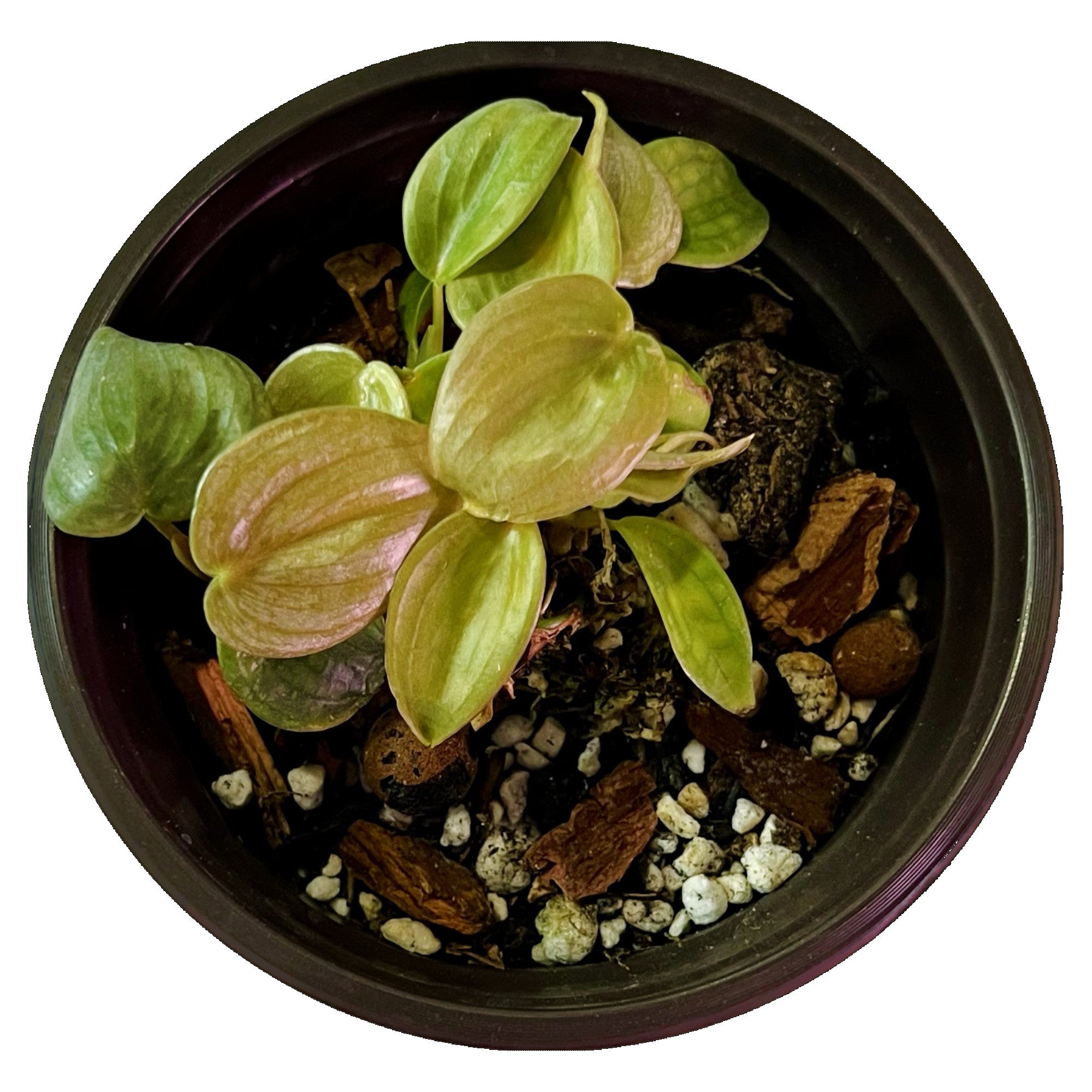 Philodendron Brandtianum in 4" pot