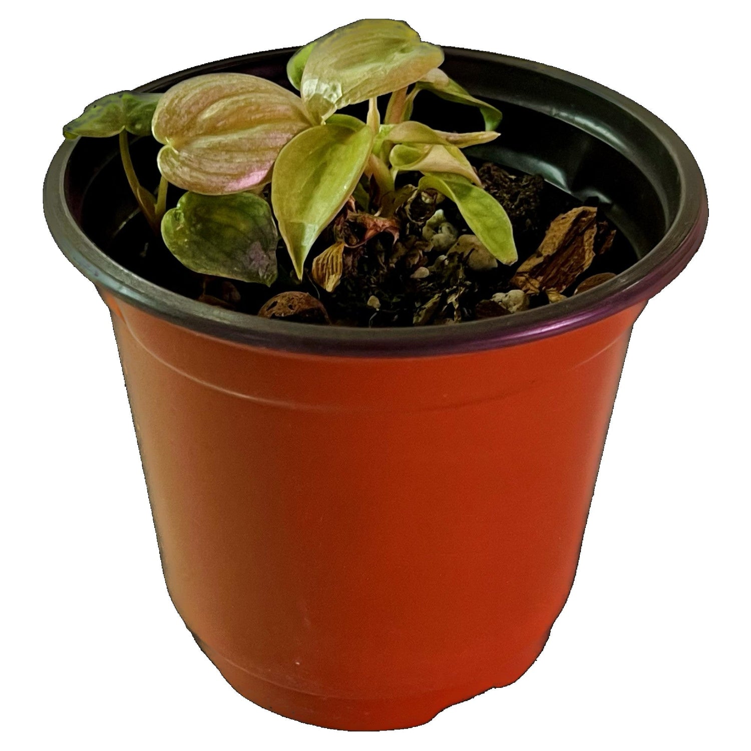 Philodendron Brandtianum in 4" pot