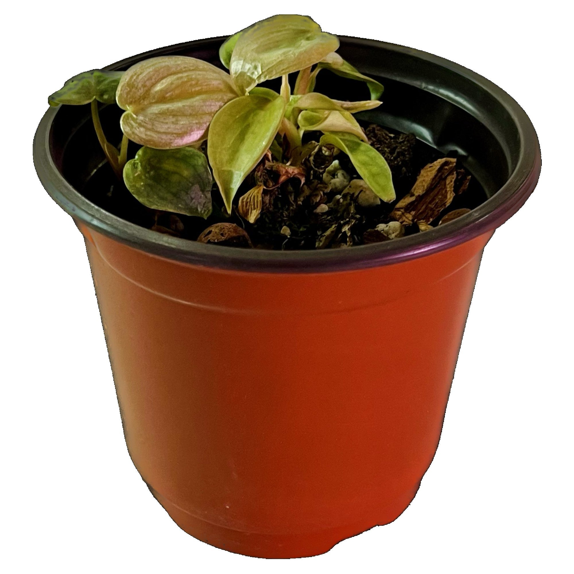 Philodendron Brandtianum in 4" pot