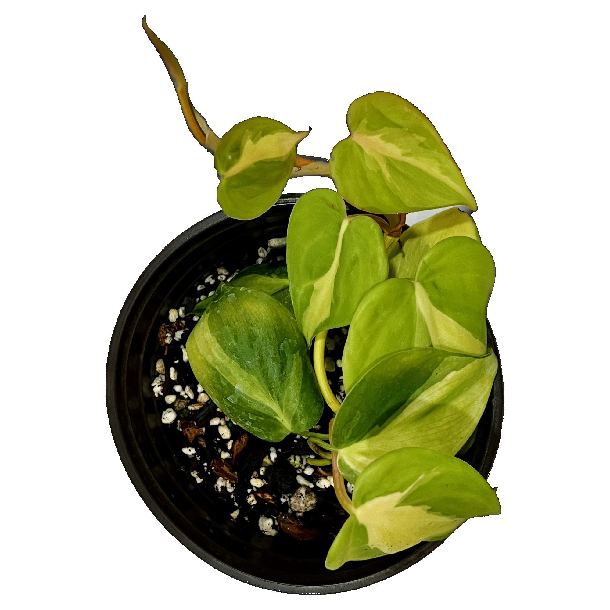 Philodendron Brasil in 6" pot