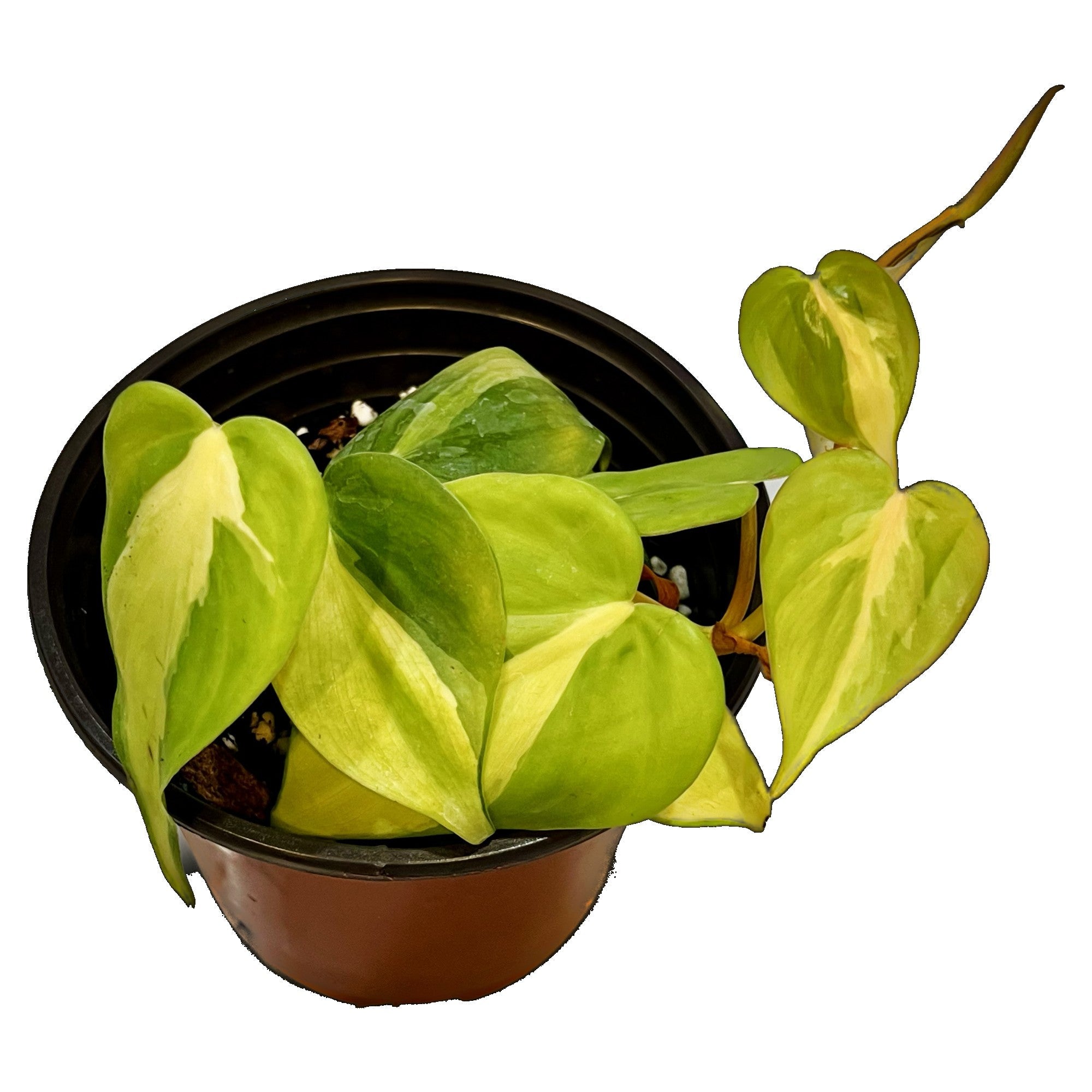 Philodendron Brasil in 6" pot
