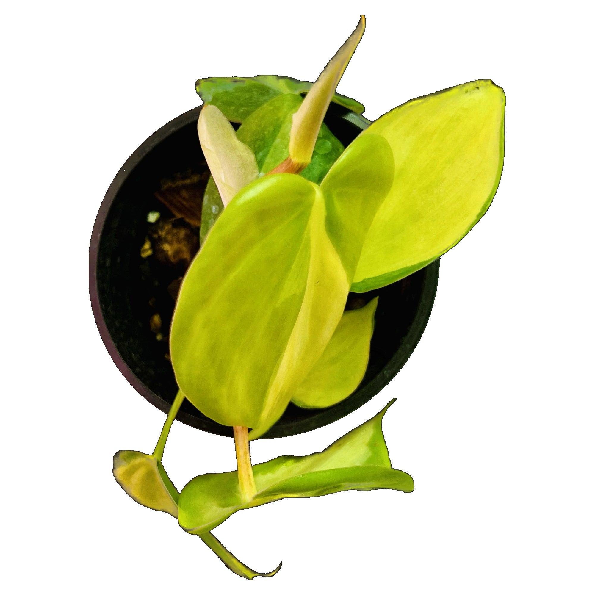 Philodendron Brasil in 4" pot