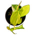 Philodendron Brasil in 4" pot