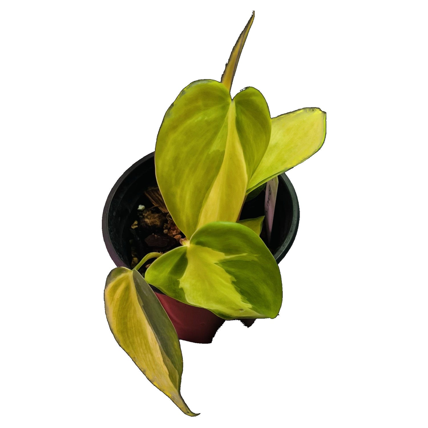 Philodendron Brasil in 4" pot