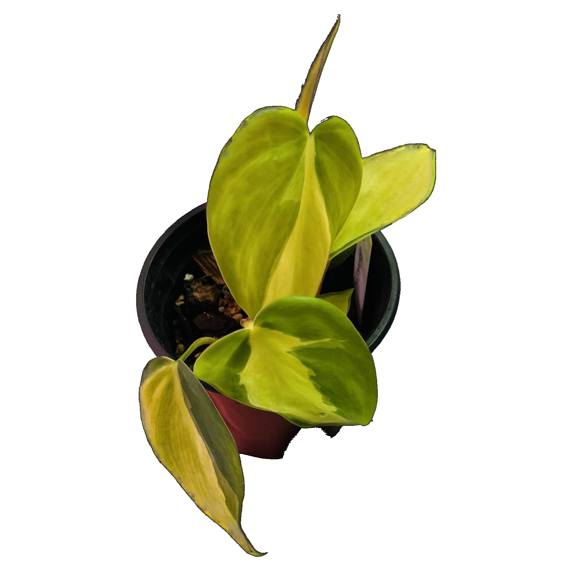 Philodendron Brasil in 4" pot