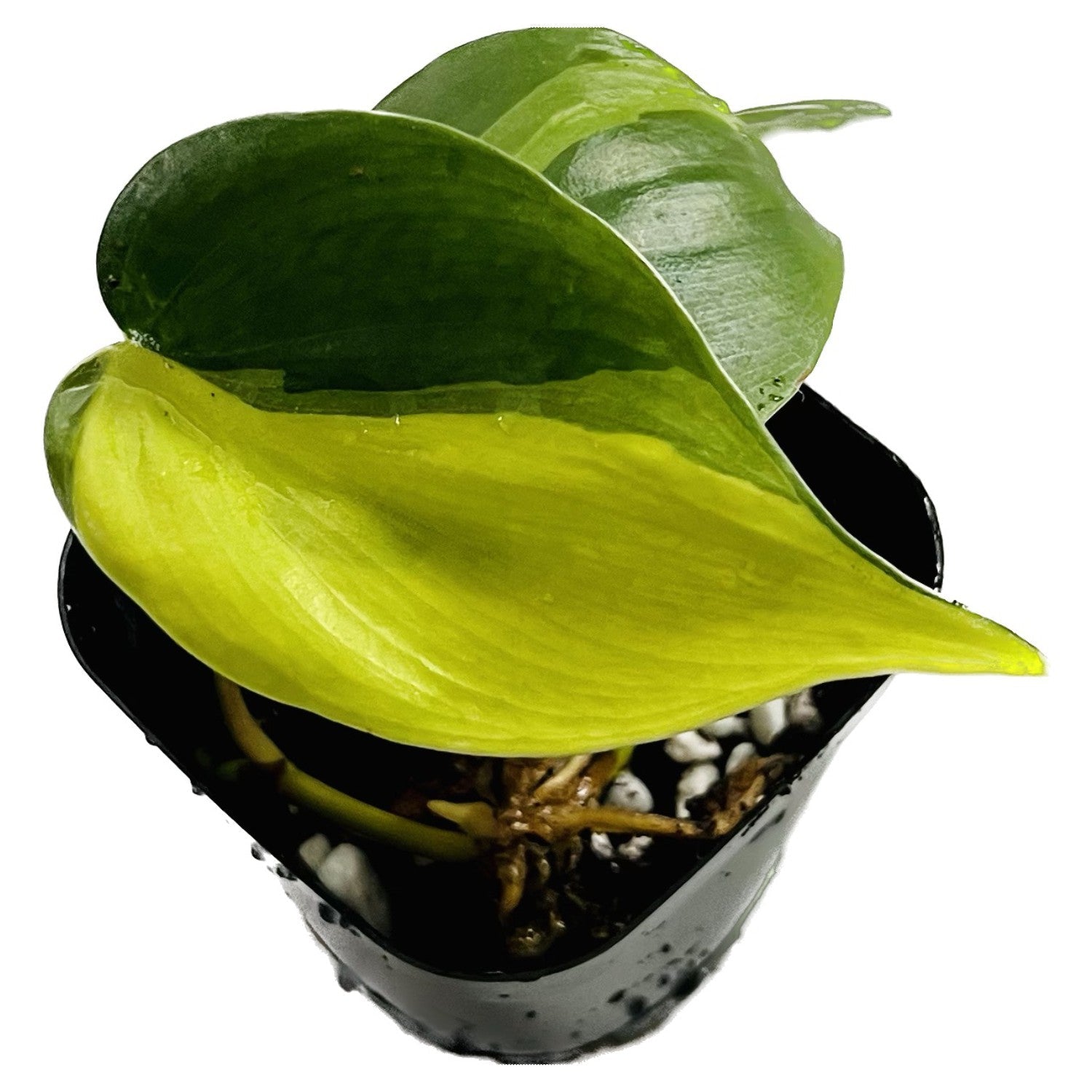 Philodendron Brasil in 2" pot