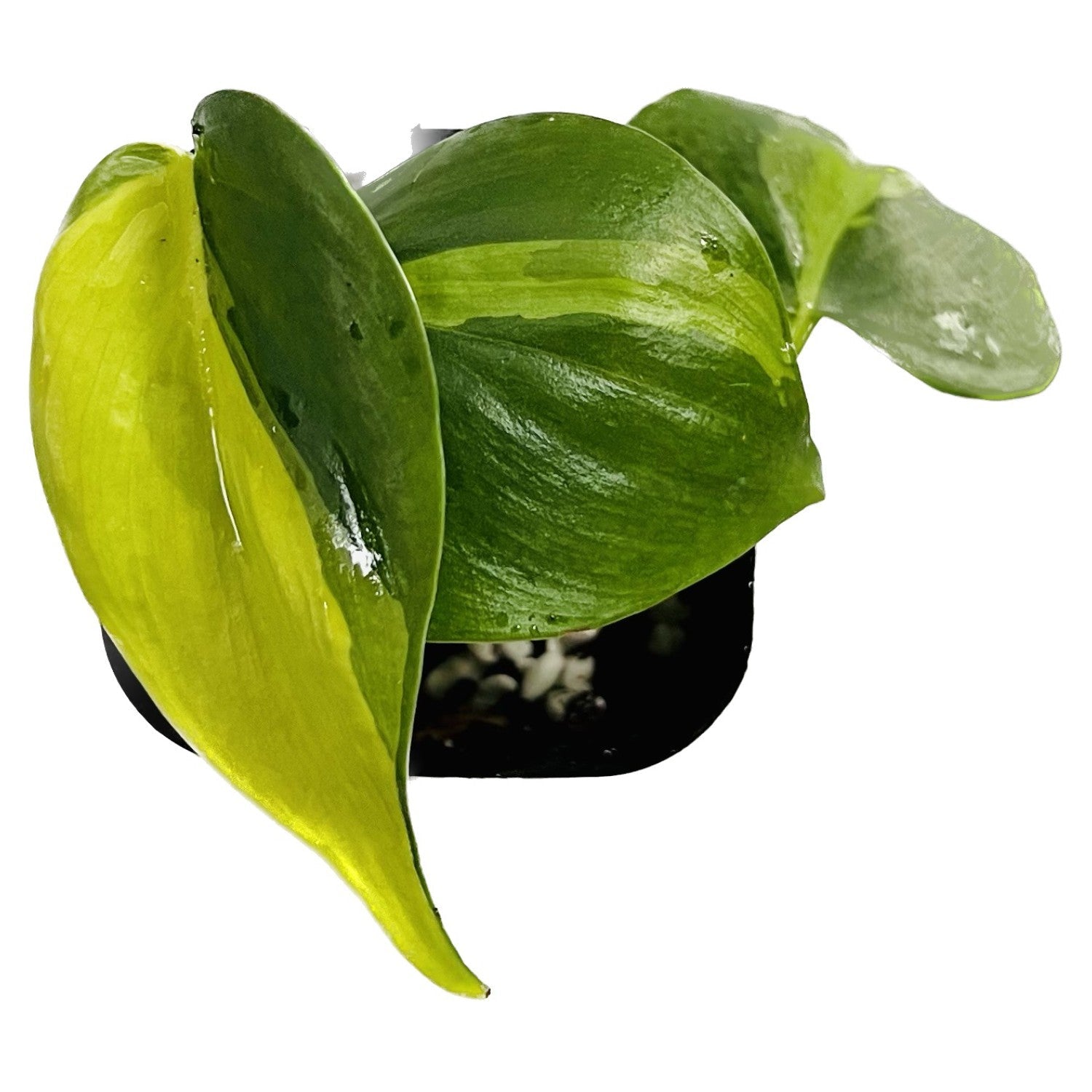 Philodendron Brasil in 2" pot