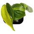 Philodendron Brasil in 2" pot