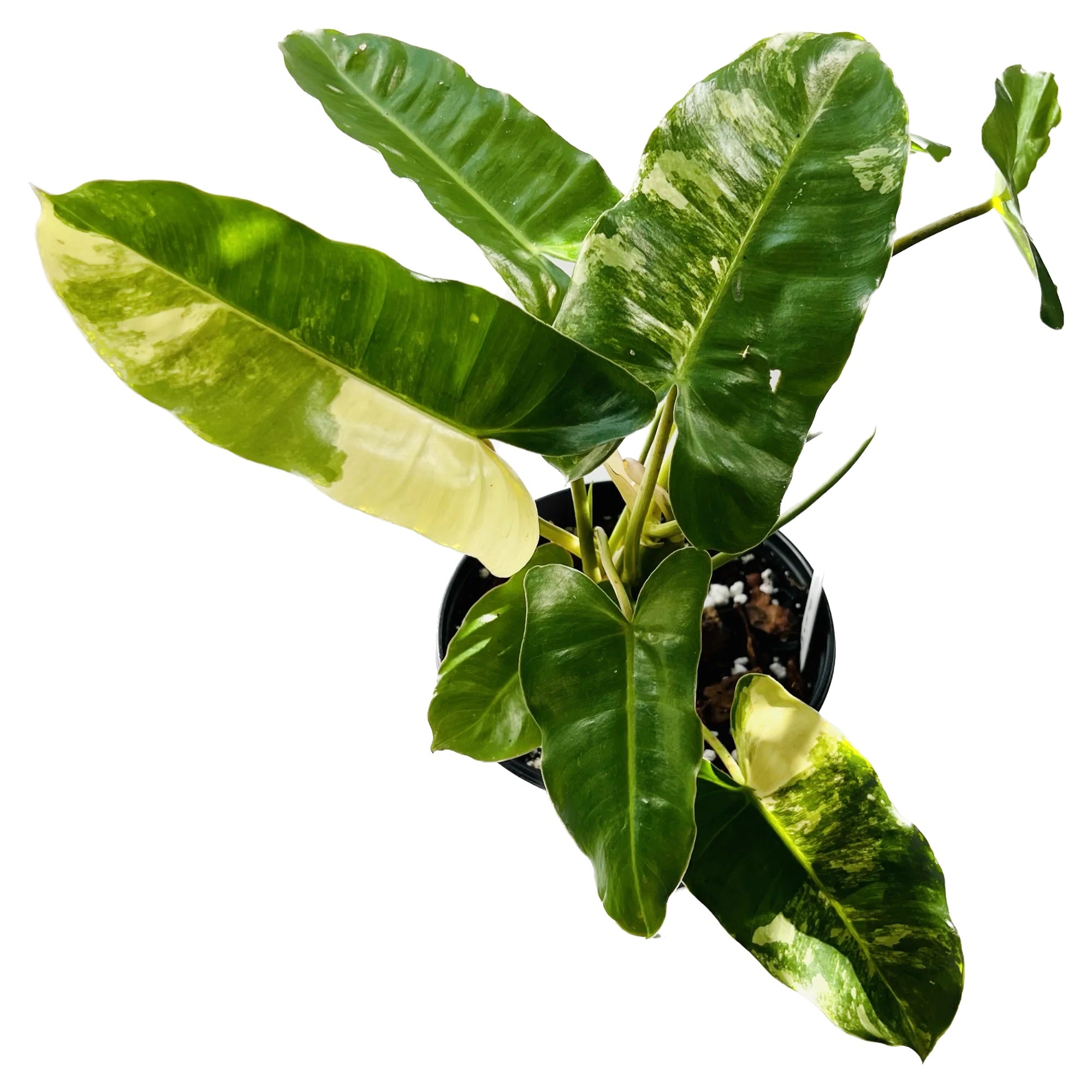 Philodendron Burle Marx Variegated in 6" pot