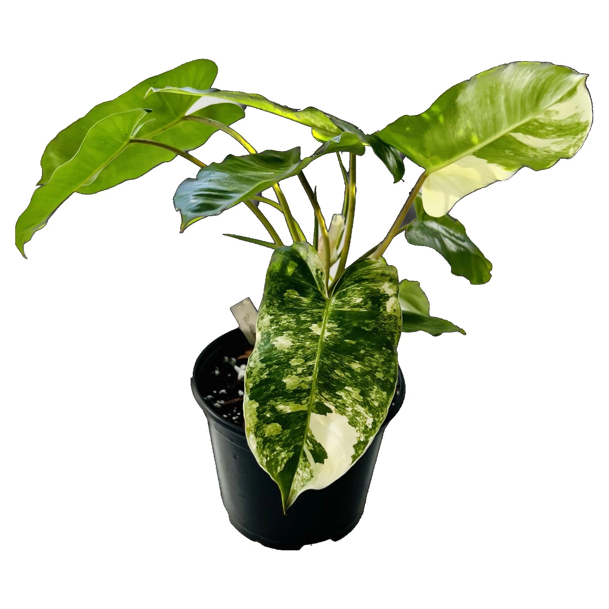 Philodendron Burle Marx Variegated in 6" pot