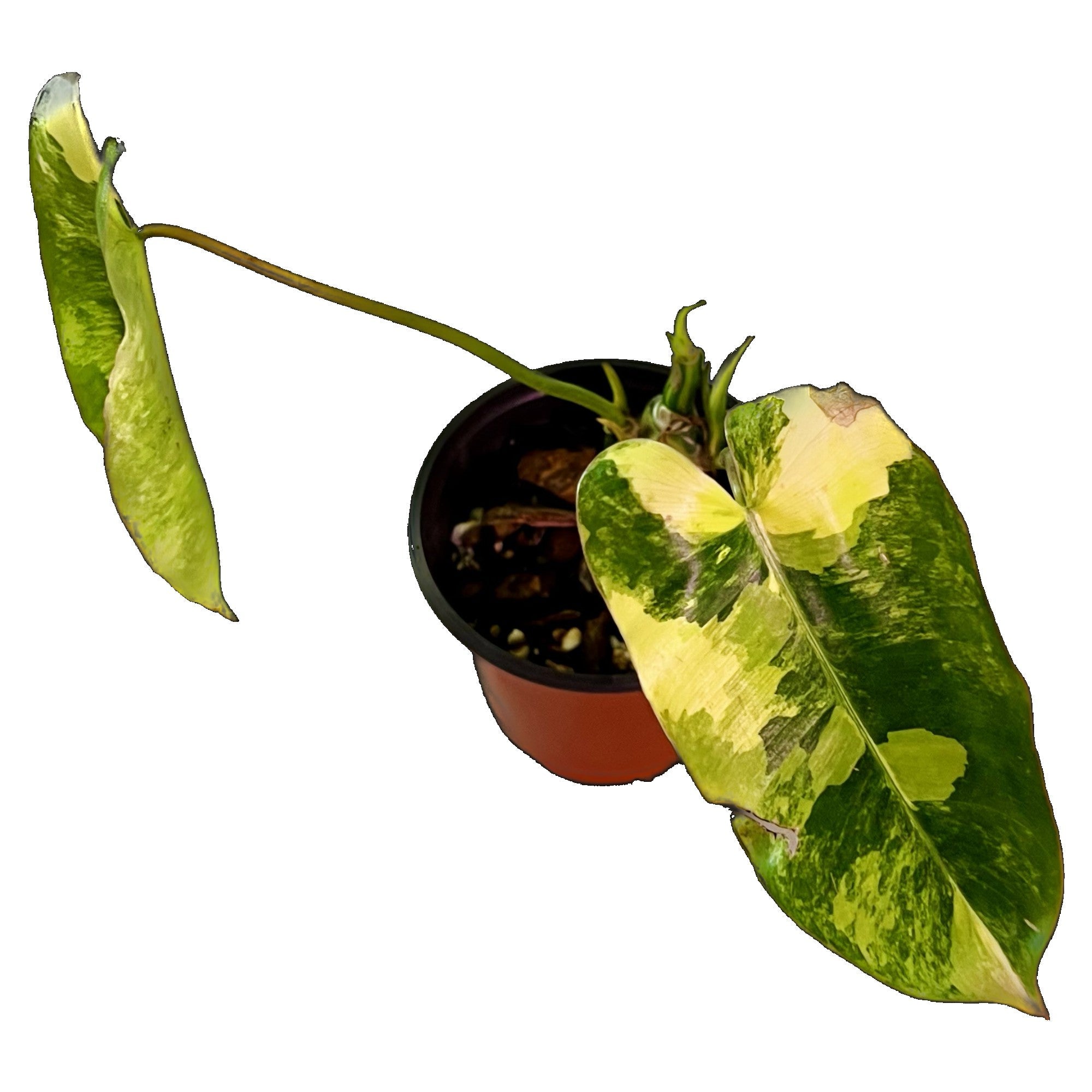 Philodendron Burle Marx Variegated in 4" pot