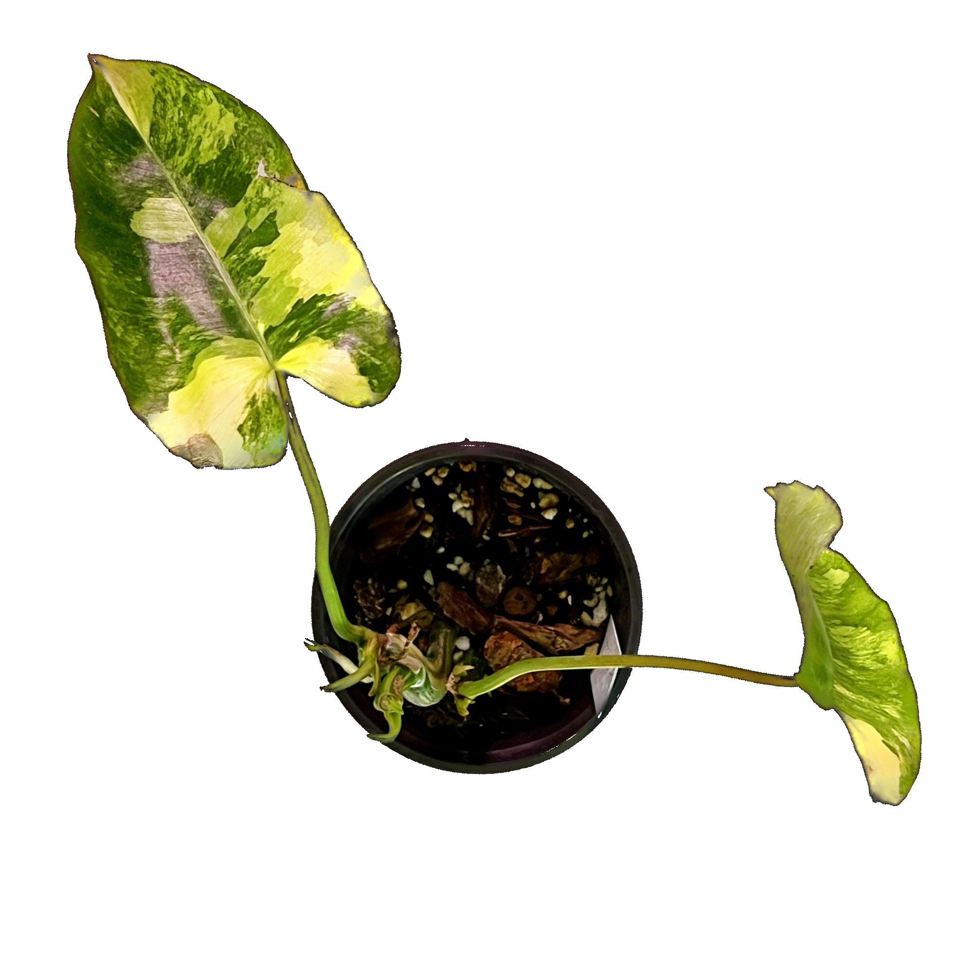 Philodendron Burle Marx Variegated in 4" pot