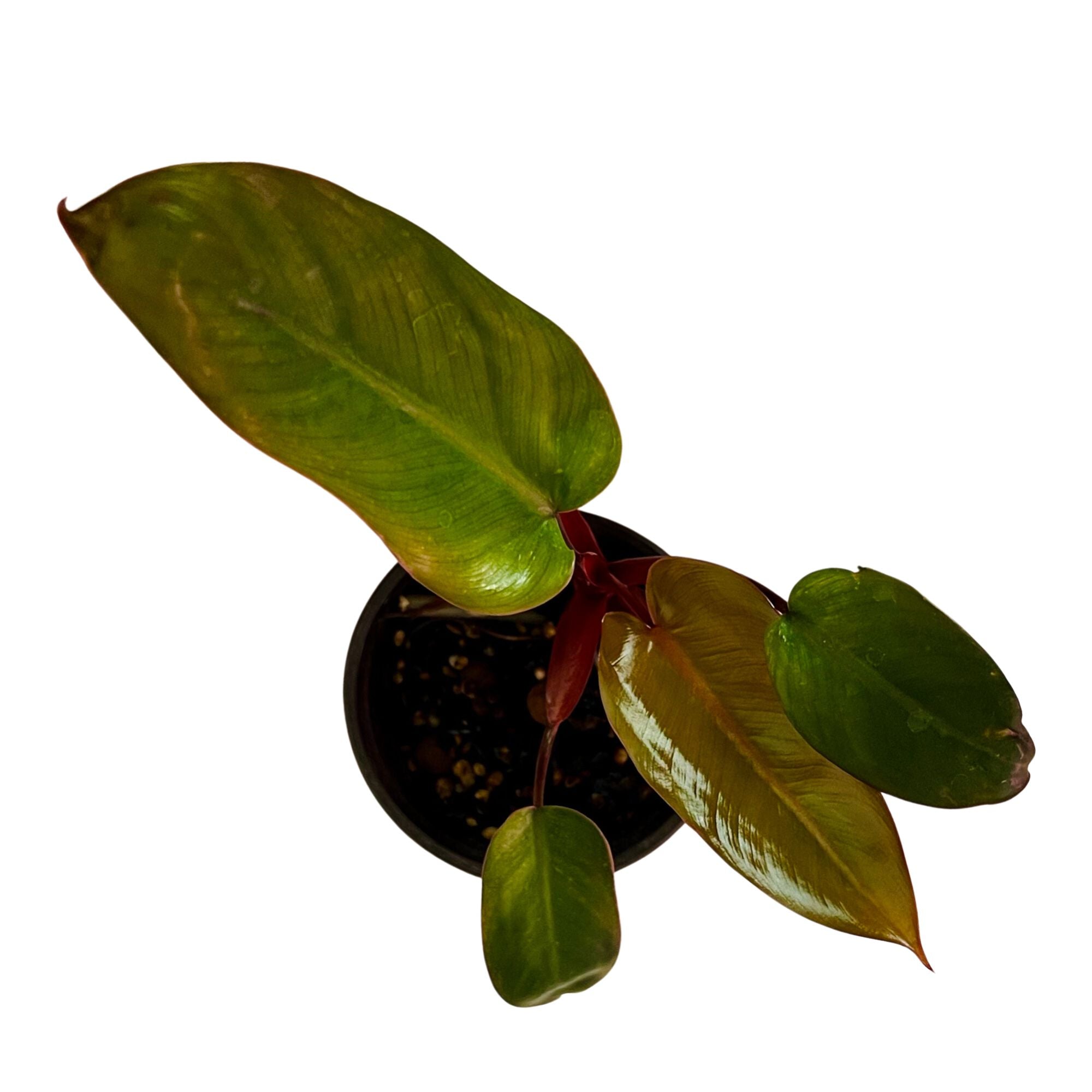 Philodendron Dark Lord in 4" pot
