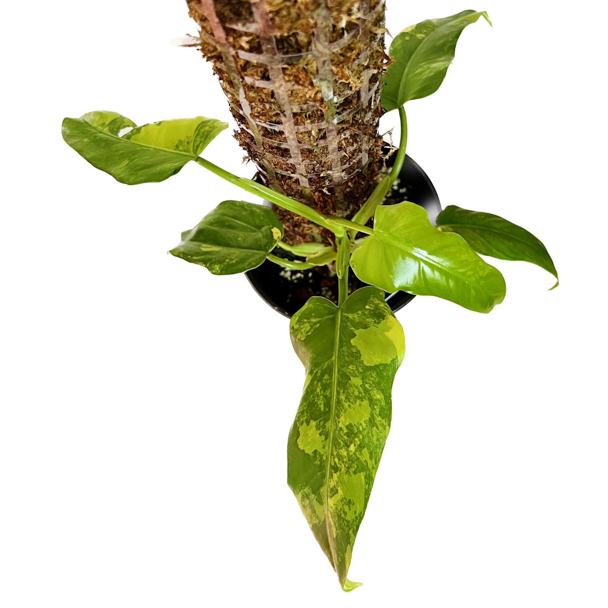 Philodendron Domesticum Variegated in 1/2 Gallon pot with Moss Pole