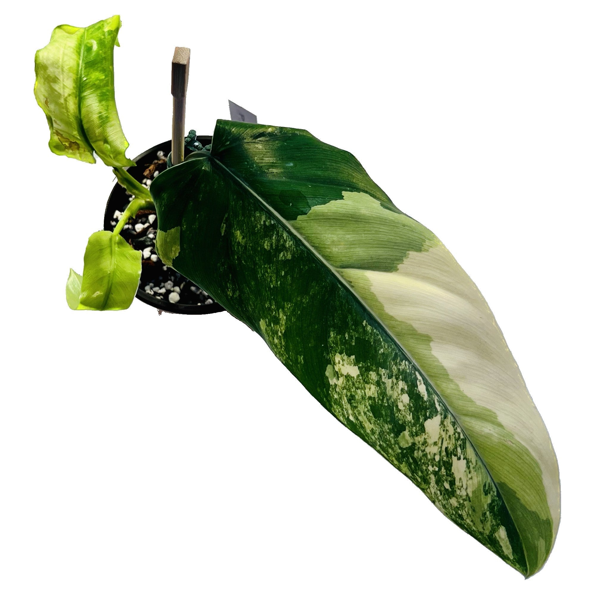 Philodendron Domesticum Variegated in 4" pot