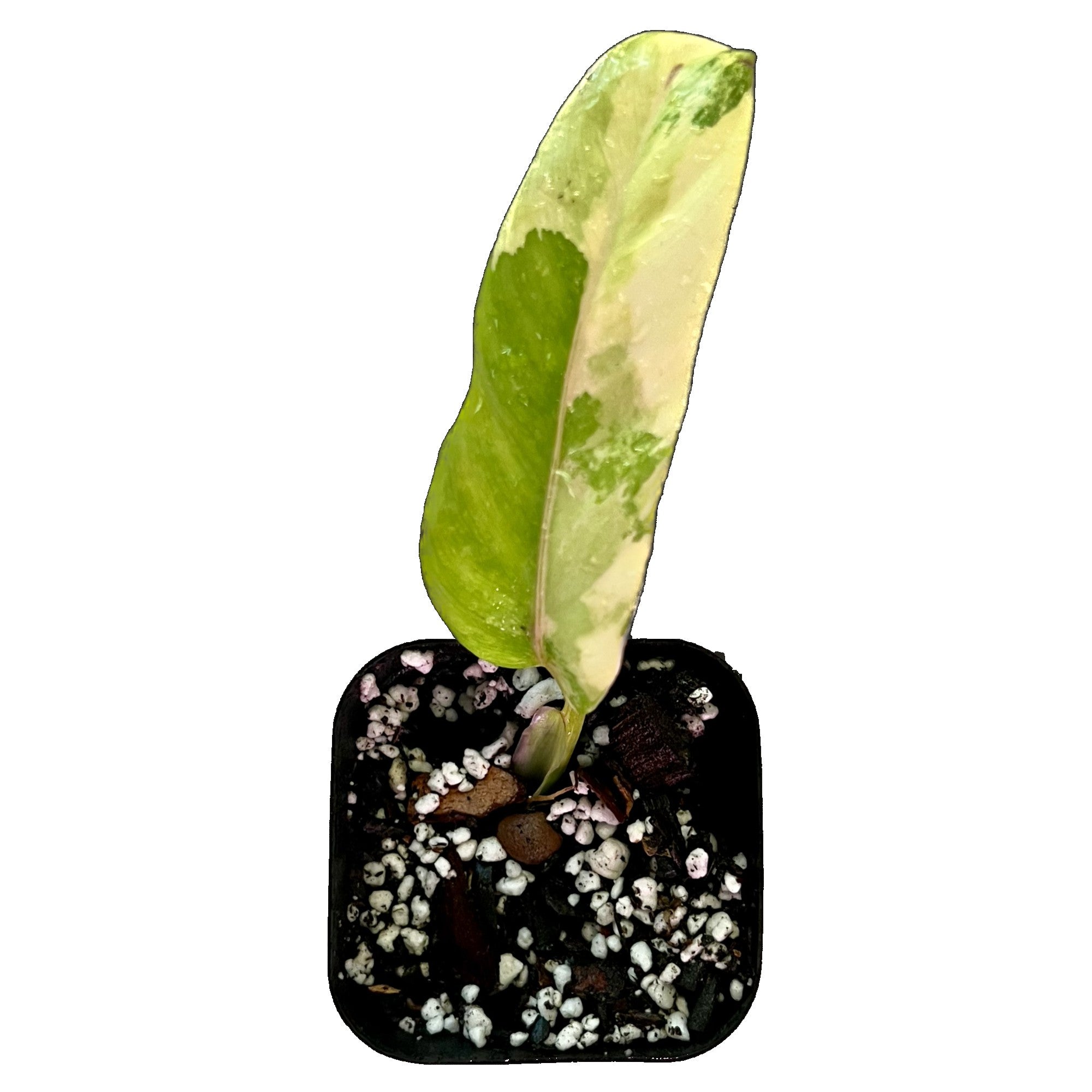Philodendron Domesticum Variegated in 2" pot