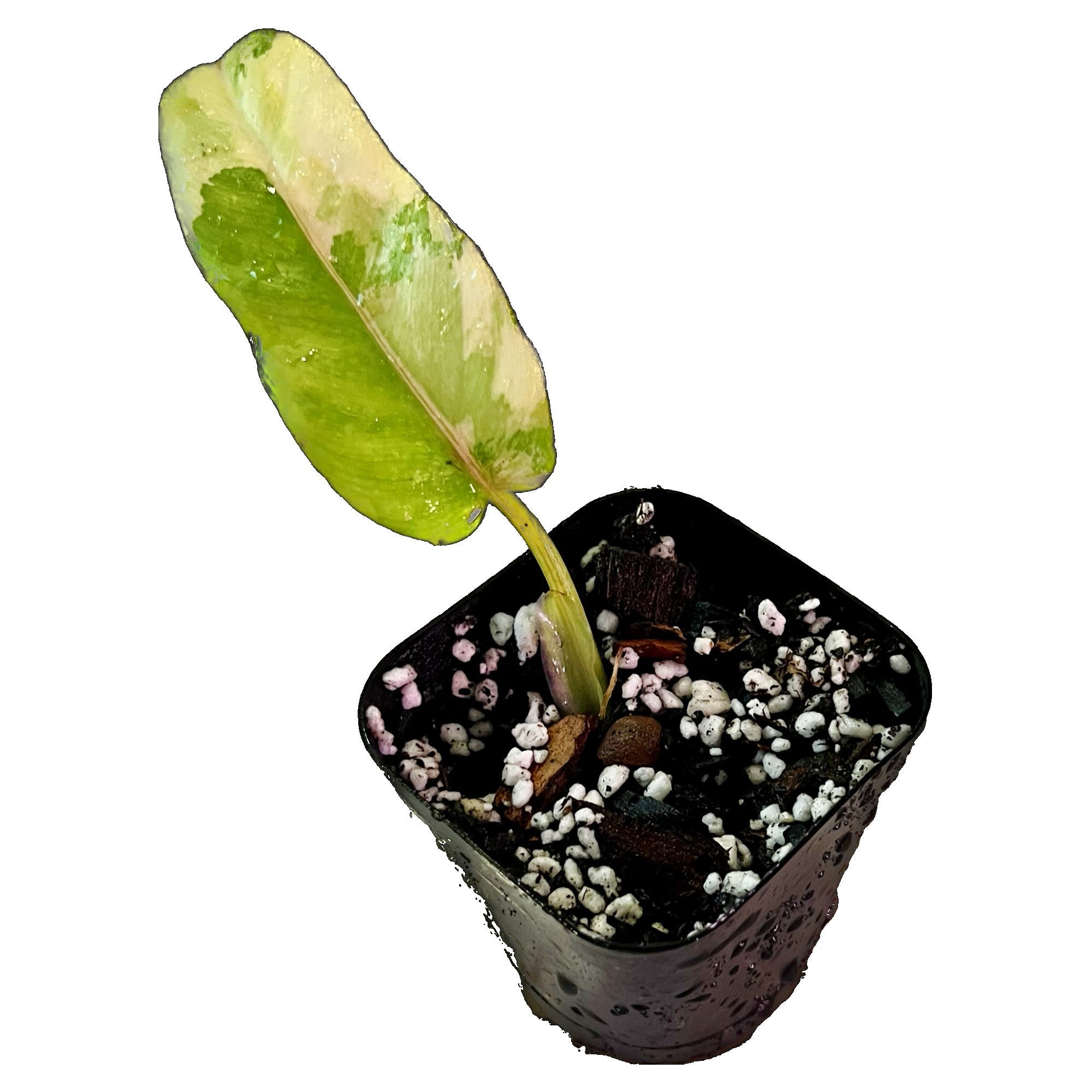 Philodendron Domesticum Variegated in 2" pot