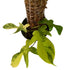 Philodendron Florida Beauty in 1/2 Gallon pot with Moss Pole