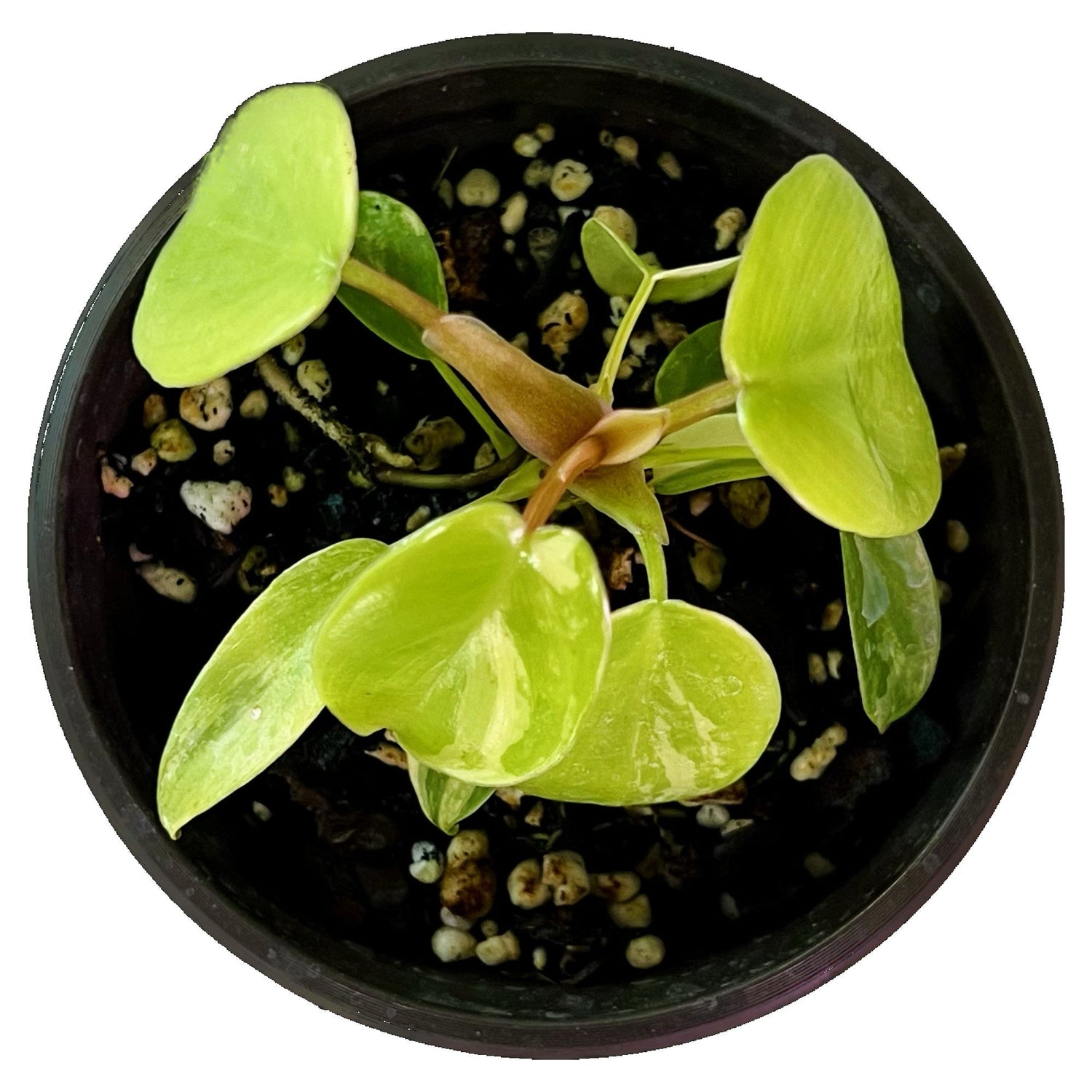 Philodendron Florida Beauty in 4" pot