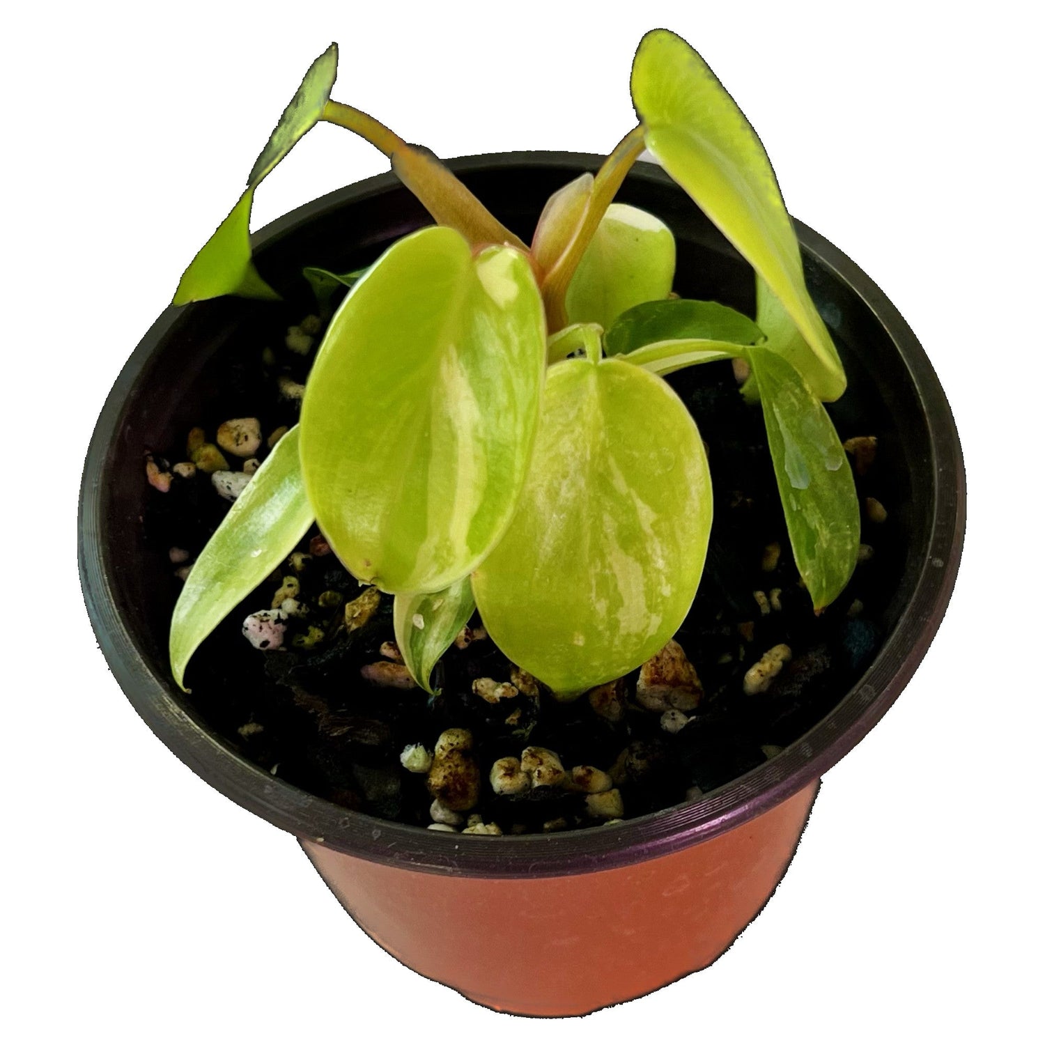 Philodendron Florida Beauty in 4" pot