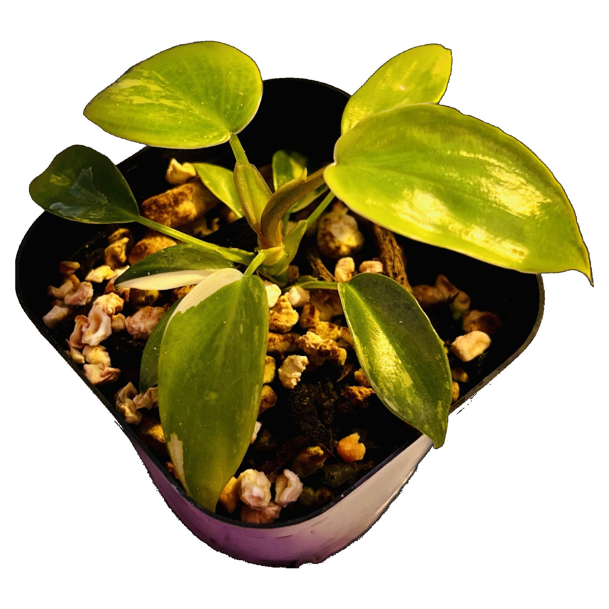 Philodendron Florida Beauty in 2" pot