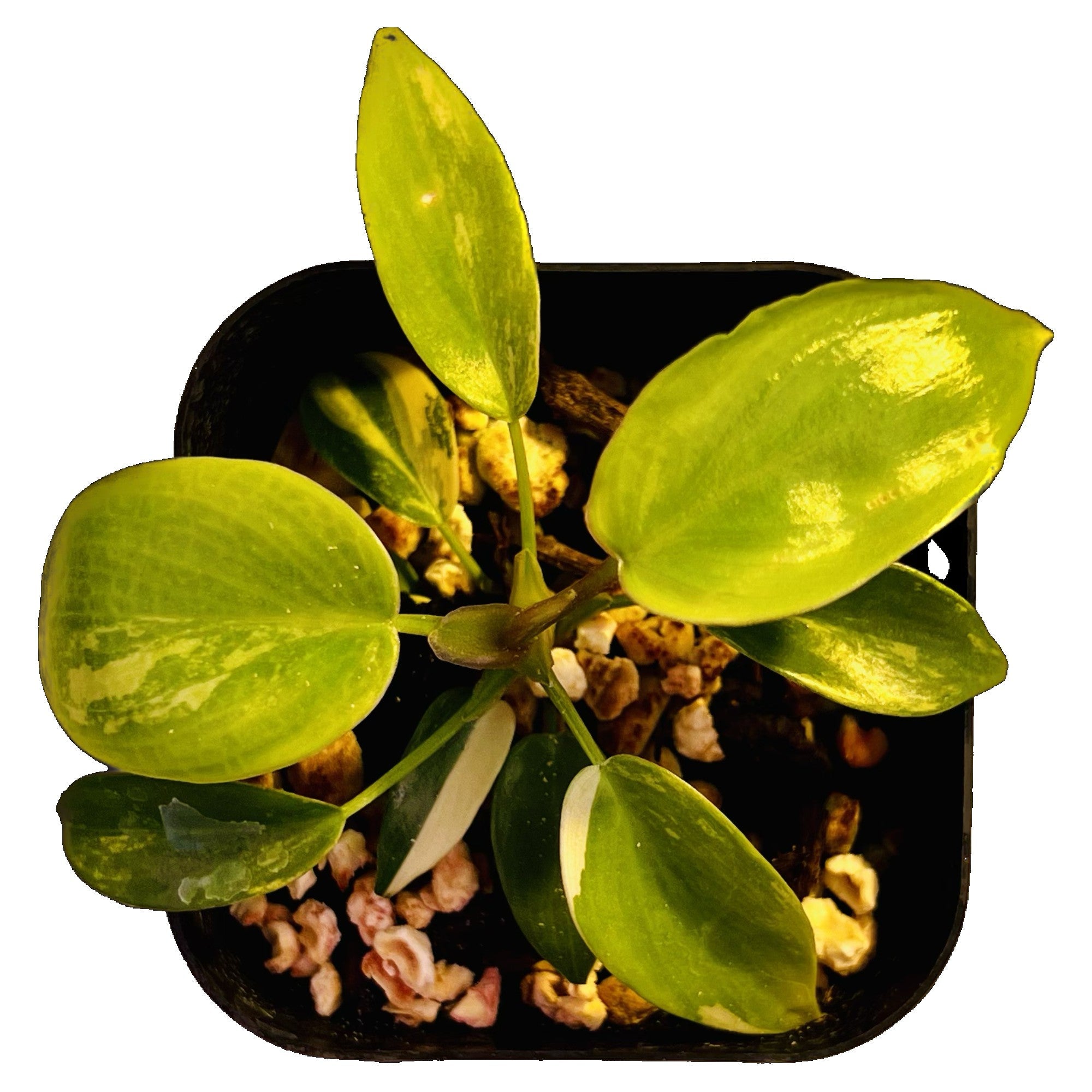 Philodendron Florida Beauty in 2" pot