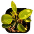 Philodendron Florida Beauty in 2" pot