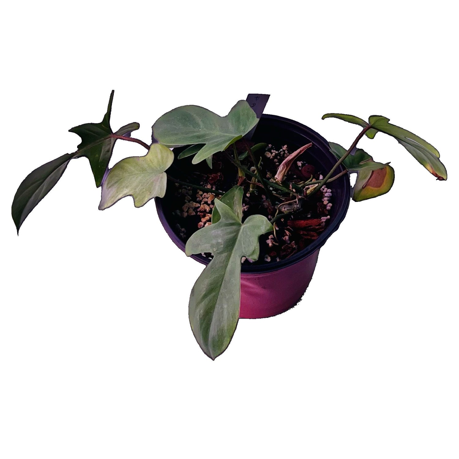 Philodendron Florida Ghost in 6" pot