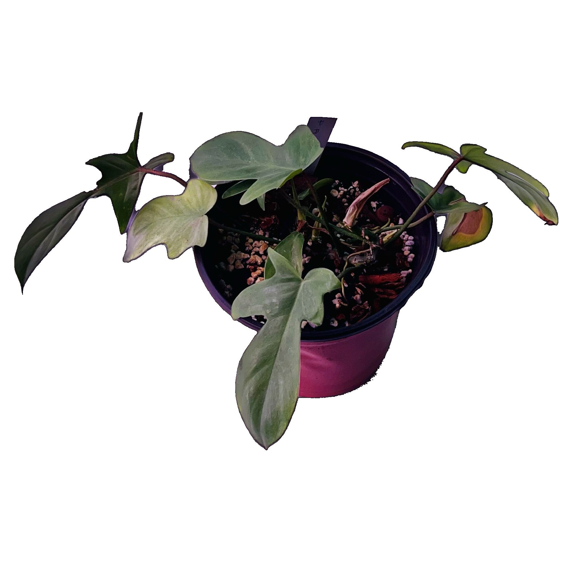 Philodendron Florida Ghost in 6" pot