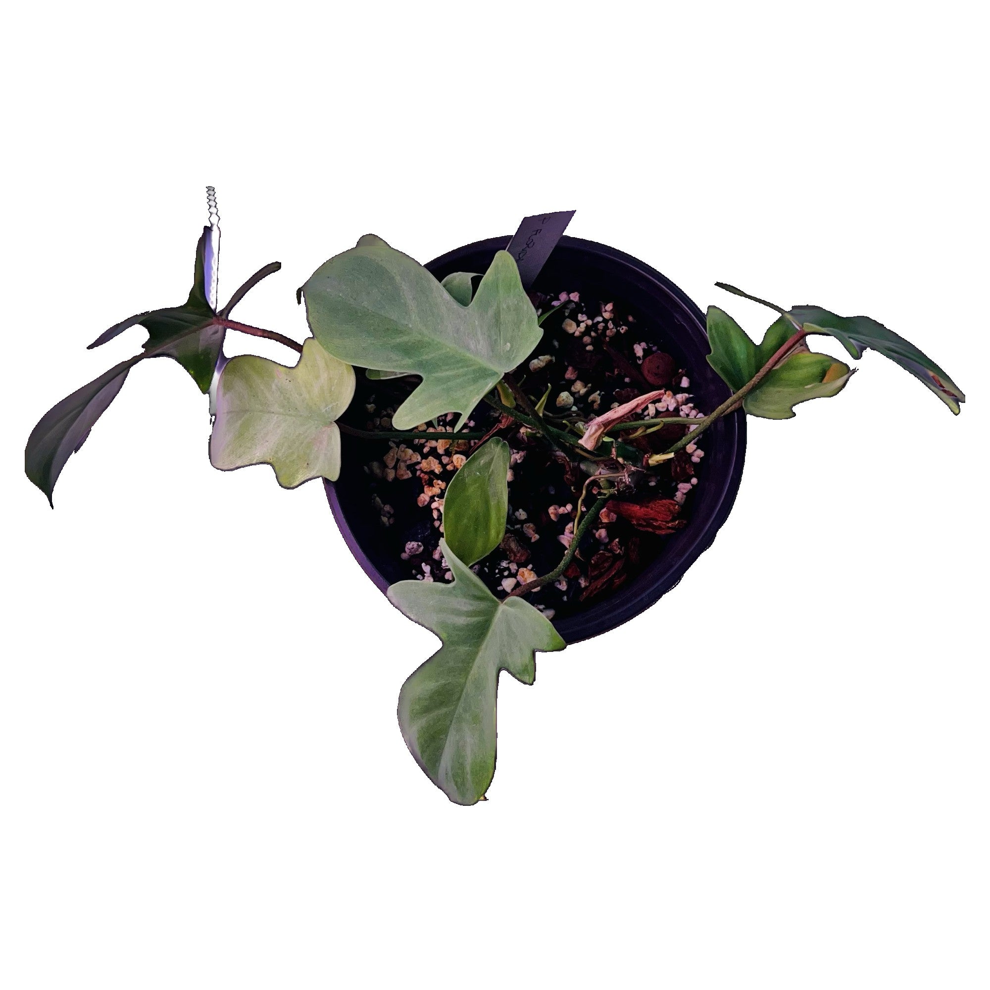 Philodendron Florida Ghost in 6" pot