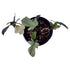 Philodendron Florida Ghost in 6" pot