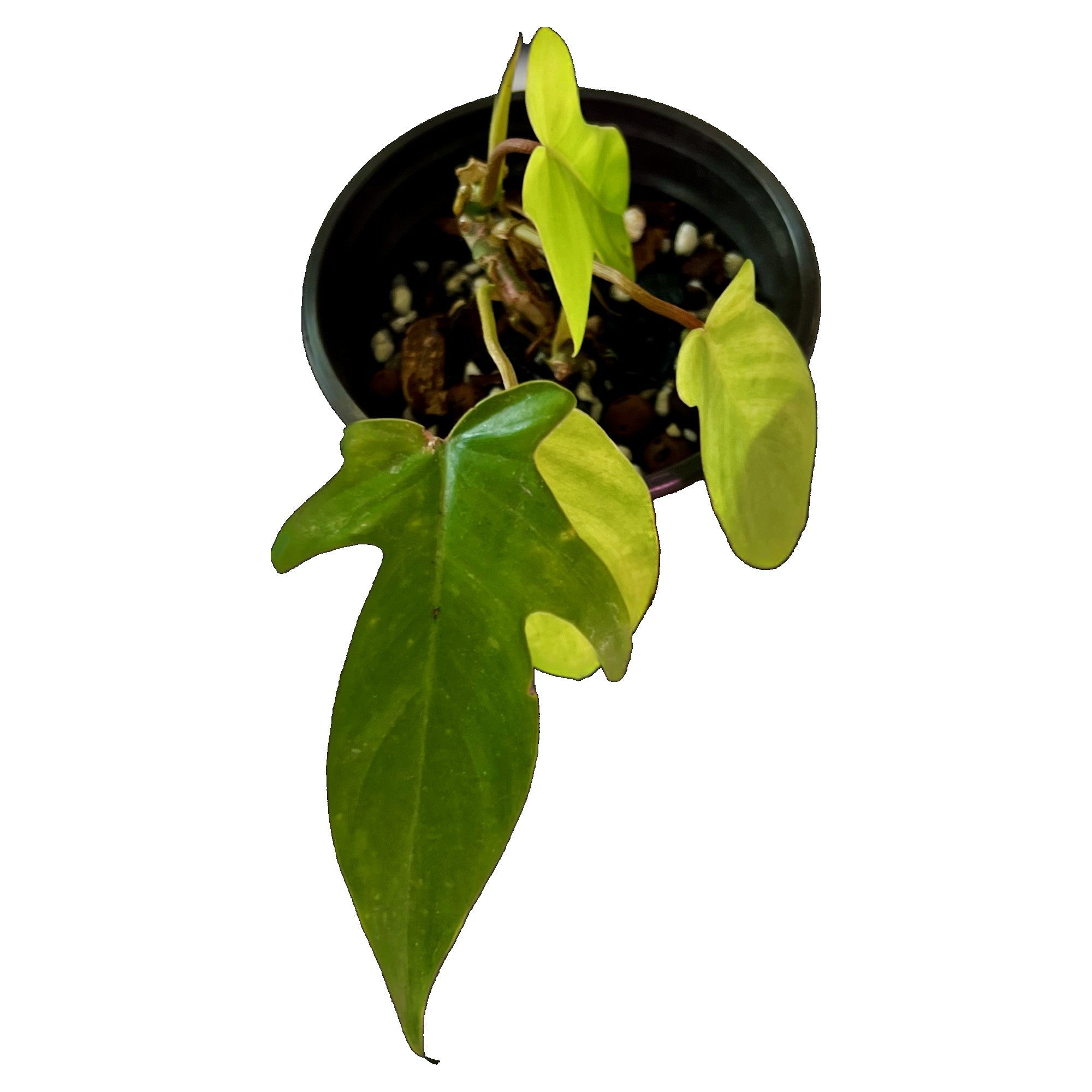 Philodendron Florida Ghost in 4" pot
