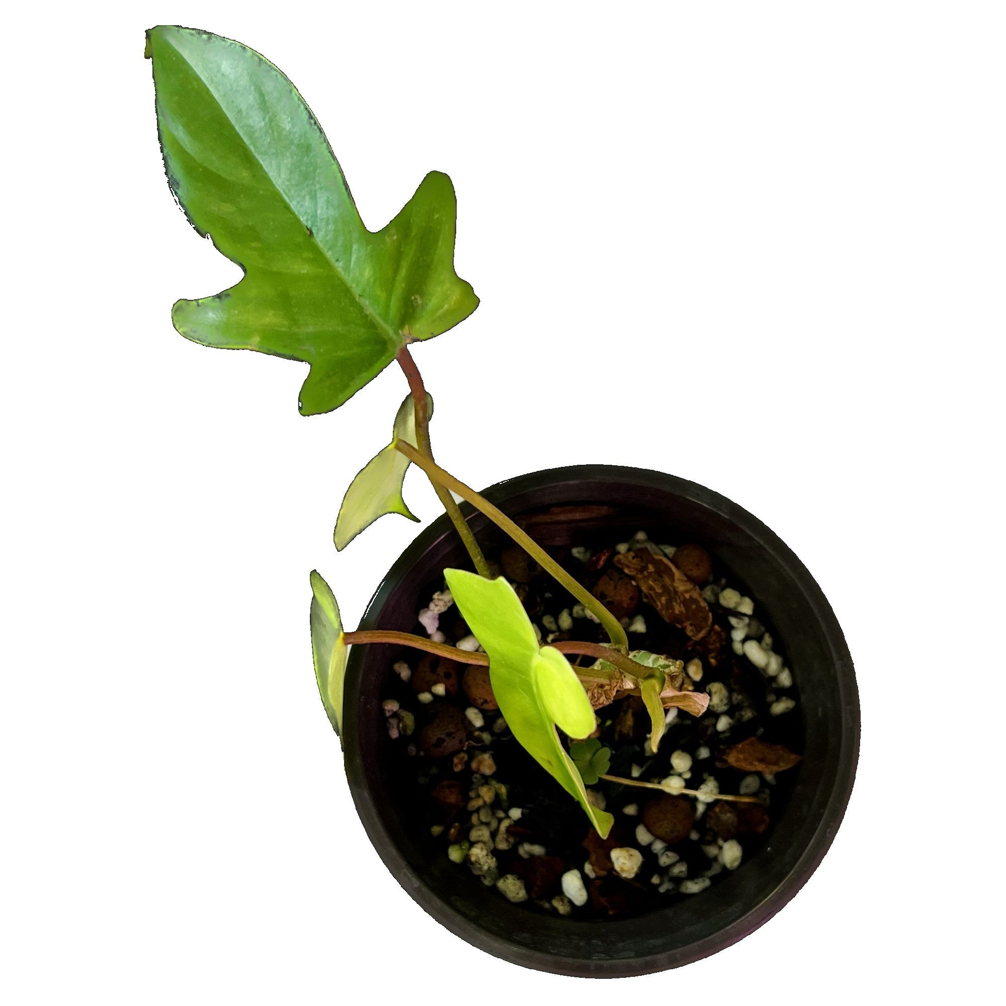 Philodendron Florida Ghost in 4" pot