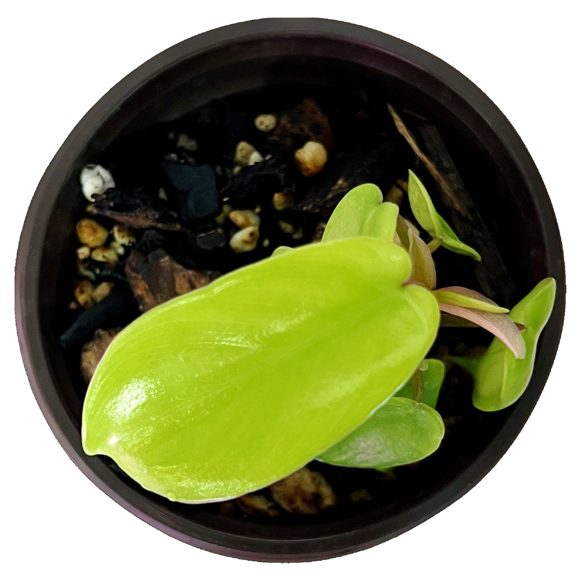 Philodendron Florida Green in 4" pot