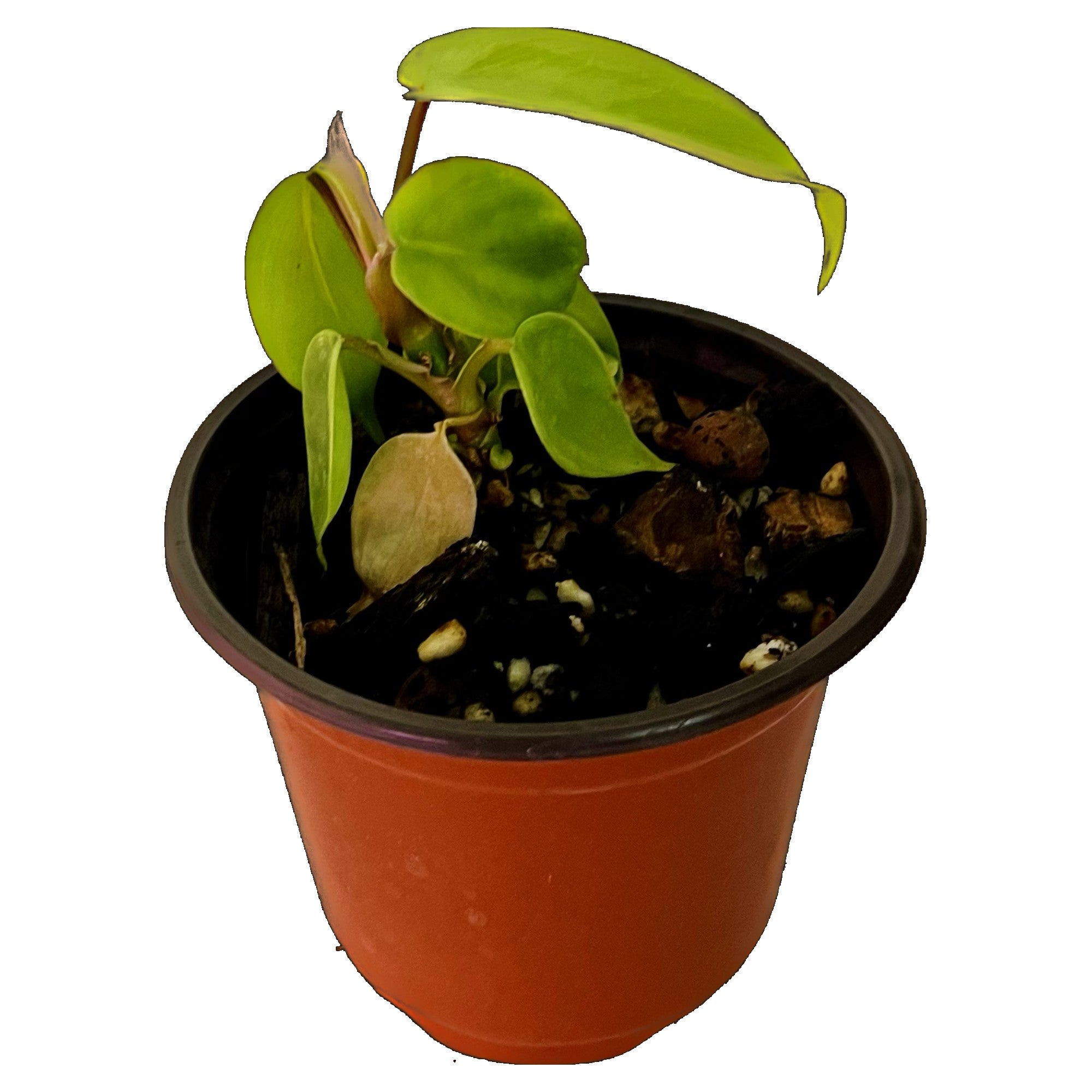 Philodendron Florida Green in 4" pot