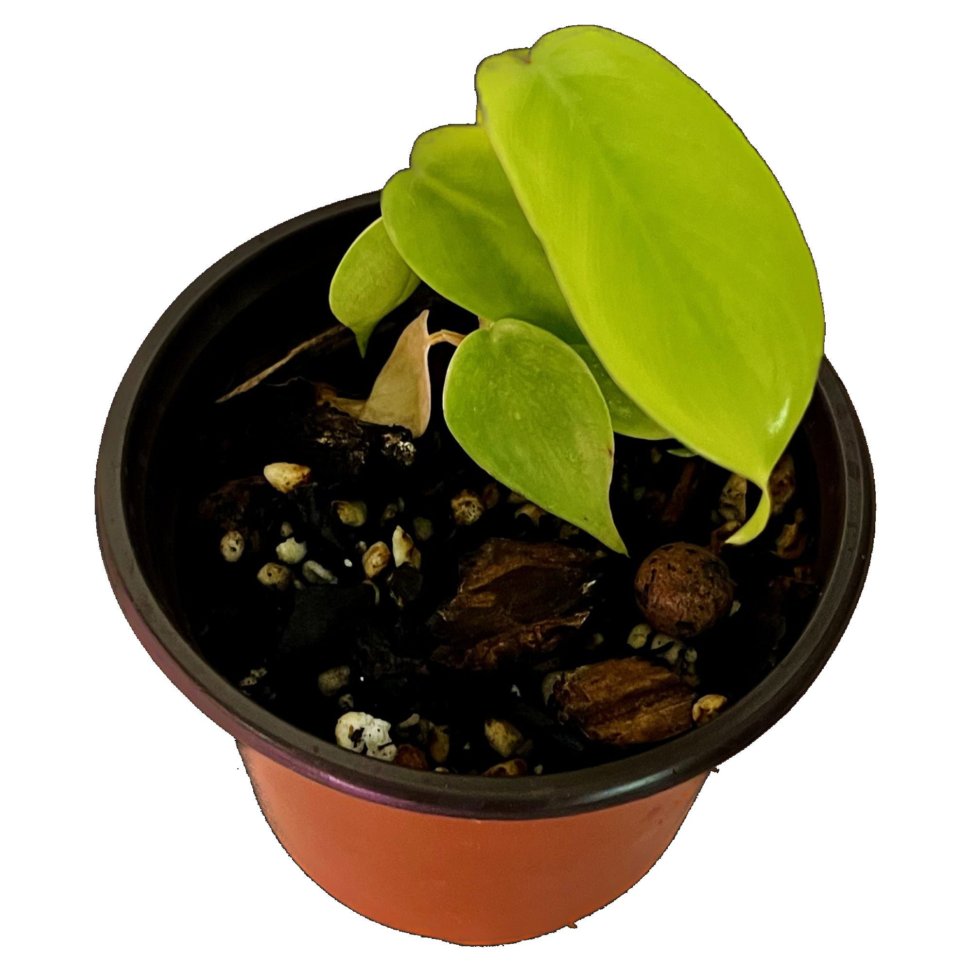 Philodendron Florida Green in 4" pot