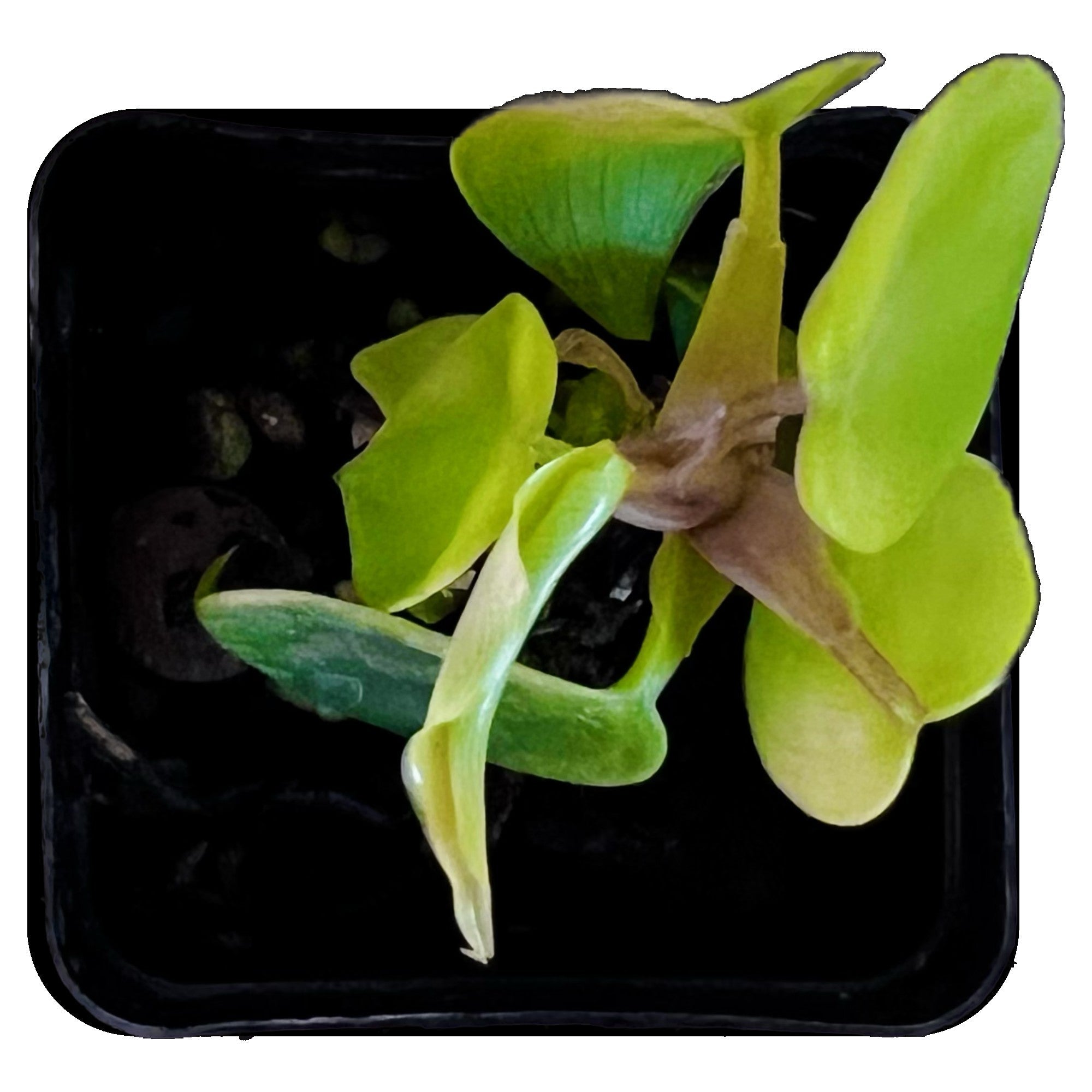 Philodendron Florida Green in 2" pot