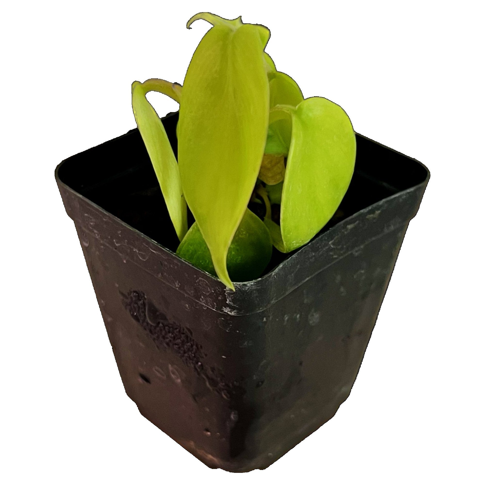 Philodendron Florida Green in 2" pot