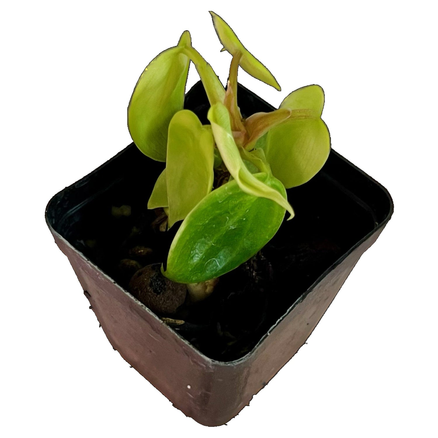 Philodendron Florida Green in 2" pot