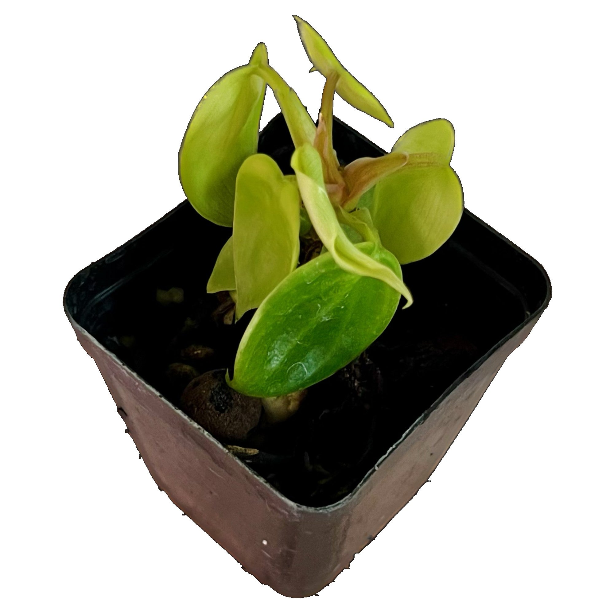 Philodendron Florida Green in 2" pot