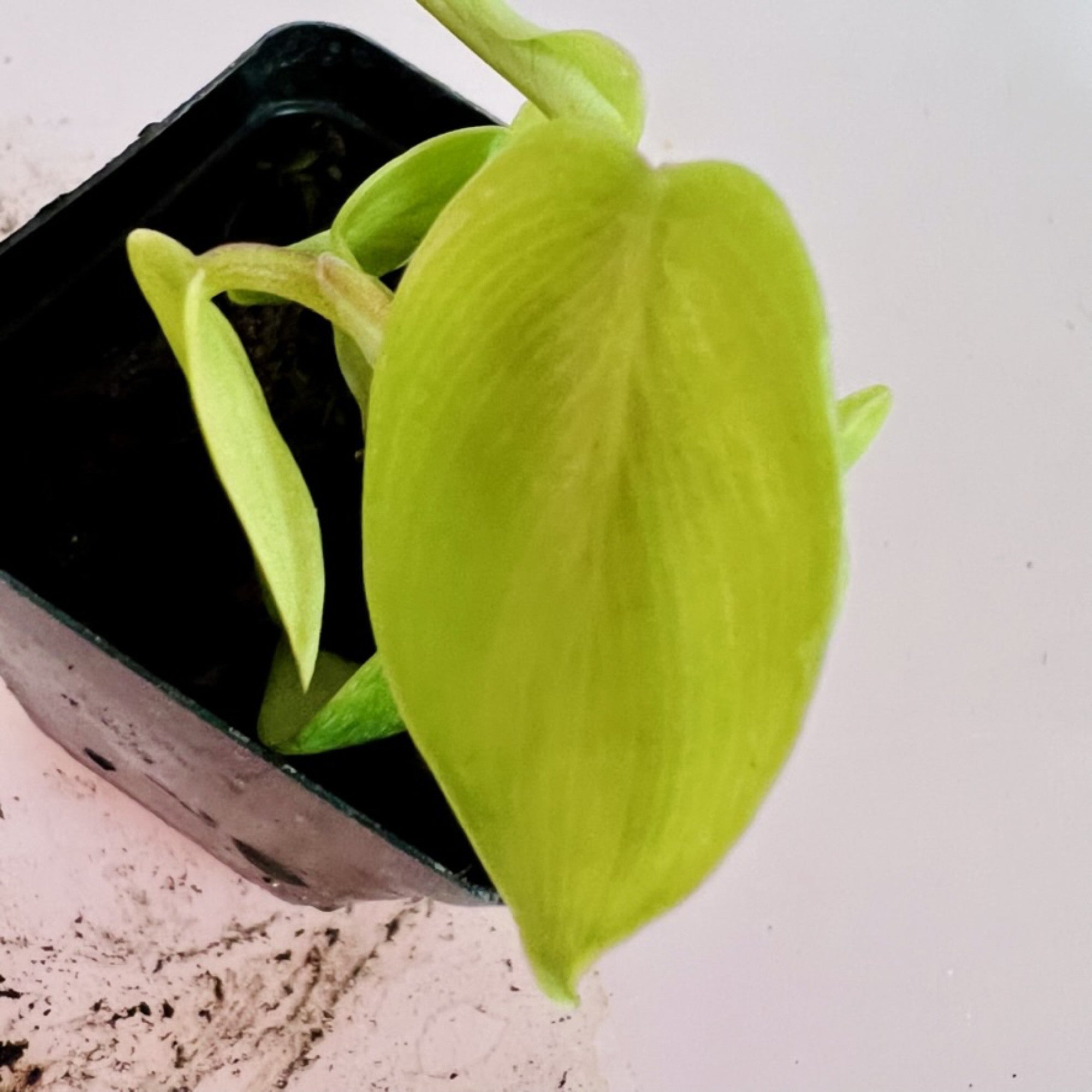 Philodendron Florida Green in 2" pot