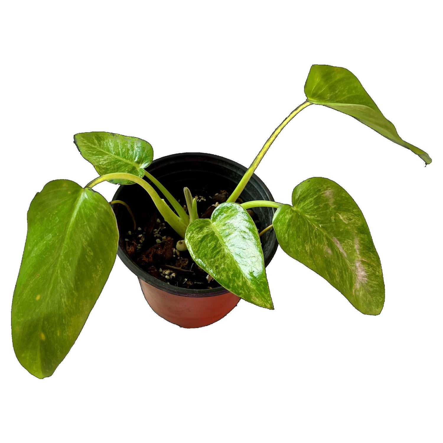 Philodendron Giganteum Marble in 6" pot